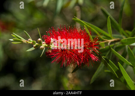 Callistemon viminalis oder Weinen bottlebrush Baum mit roten Blüten und Blätter, Kenia, Ostafrika Stockfoto