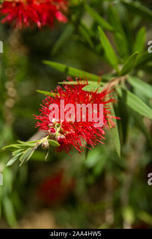 Callistemon viminalis oder Weinen bottlebrush Baum mit roten Blüten und Blätter, Kenia, Ostafrika Stockfoto