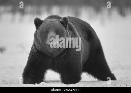 Jan. 21, 2019. Braunbär (Ursus arctos) in der Taiga. Khumo, Finnland. Stockfoto