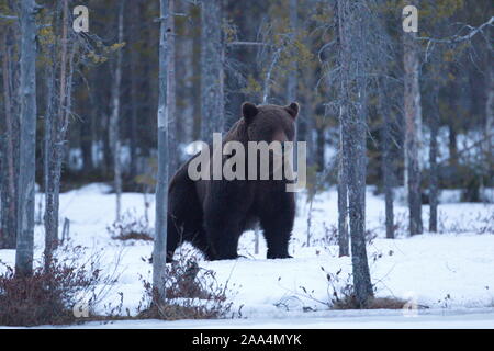 Jan. 21, 2019. Braunbär (Ursus arctos) in der Taiga. Khumo, Finnland. Stockfoto