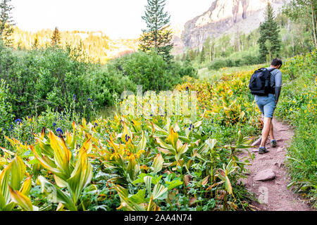 Mann zu Fuß zurück auf den Weg zu Ice Lake in Silverton, Colorado im August 2019 Sommer morgen grüne Tal und Bell flower Pflanzen Stockfoto