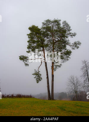Ein Baum auf einer Lichtung gegen ein dicker Nebel. Stockfoto