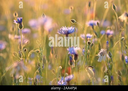 Kornblume im Feld in der Abenddämmerung. Stockfoto