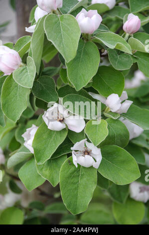 Apfel-Quitte (Cydonia oblonga' Konstantinopeler") Stockfoto