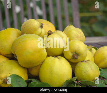 Apfel-Quitte (Cydonia oblonga' Konstantinopeler") Stockfoto