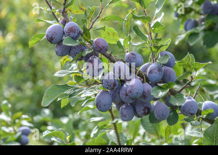 Zwetsche (Prunus domestica 'Topper') Stockfoto