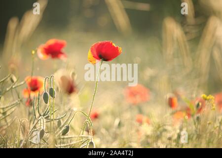 Mohn im Feld in der Morgendämmerung. Stockfoto