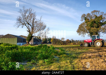 Baum Chirurg arboriculturalist einen kranken Esche mit Hilfe eines Traktors der fallende Baum sicher zu ziehen. Ash dieback Stockfoto