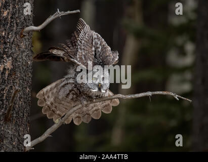 Bartkauz in Kanada Stockfoto