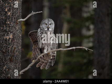 Bartkauz in Kanada Stockfoto