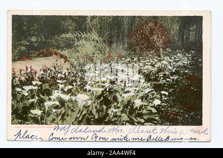 Wurde Detroit Publishing Company. Neue Impressum mit Artist's Palette Marke. Bilder mit Datum Vor 1906 inbegriffen.; Ein unbewirtschaftet Nook, Kalifornien Stockfoto