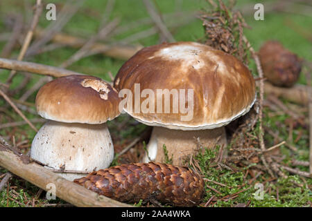Steinpilze, Boletus edulis, im Wald Stockfoto