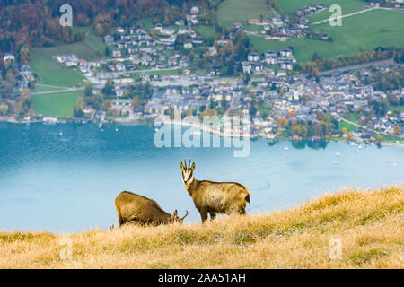 Sankt Gilgen: Wolfgangsee, Stadt Sankt Gilgen, GEMSE (RUPICAPRA rupicapra) im Salzkammergut, Salzburg, Österreich Stockfoto