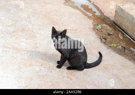 Black Cat Sitzt Auf Einem Straßenbelag Stockfoto