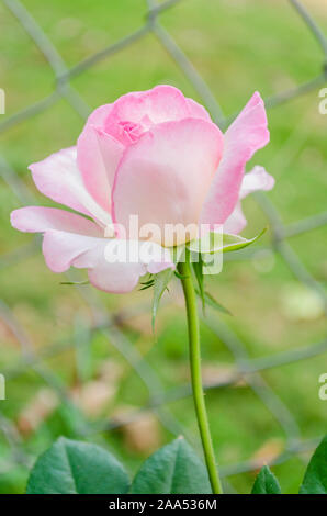 Rosa Tea Rose Stockfoto