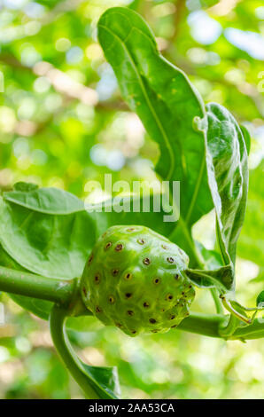 Unreife Noni-frucht auf Zweig Stockfoto