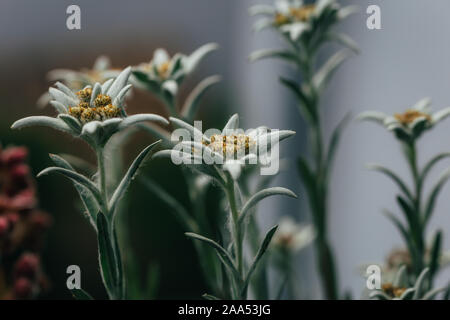 Schöne Blumen Blume sempervivum oder liveforever neben Weiß glänzend Edelweiß blühen. Stockfoto