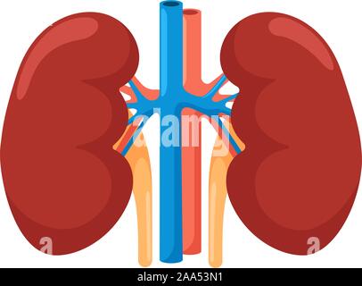 Niere menschliche innere Organ. Harnwege Hormonsystem Vorderansicht Anatomie Vector Illustration Stock Vektor