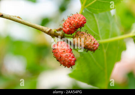Kleine Mulberry Bündel auf Baum Stockfoto