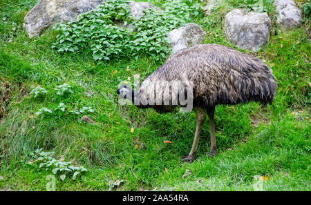 Ein Blick von einem Emu, Dromaius Dromaiidae,, von der Familie und der Gattung der flugunfähige Laufvögel aus Australien Stockfoto