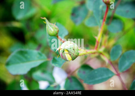 Ein rosebud der Englischen Rose der Pilger Stockfoto