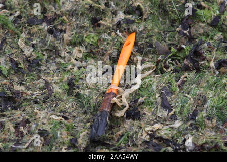 Orange Kunststoff Pinsel am Strand Stockfoto