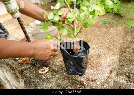 Neues Key Lime Werk Stockfoto