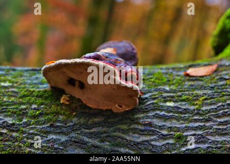 Cap Rot mit Gummilaufband Fomitopsis pinicola Halterung selektiven Fokus, wächst an toten Nadelbaum Baumstamm, Jahresringe,, fallen Jahreszeit Herbst, Ansicht von oben Braun Stockfoto