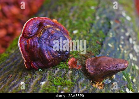 Cap Rot mit Gummilaufband Fomitopsis pinicola Halterung selektiven Fokus, wächst an toten Nadelbaum Baumstamm, Jahresringe,, fallen Jahreszeit Herbst, Ansicht von oben Braun Stockfoto