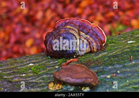 Cap Rot mit Gummilaufband Fomitopsis pinicola Halterung selektiven Fokus, wächst an toten Nadelbaum Baumstamm, Jahresringe,, fallen Jahreszeit Herbst, Ansicht von oben Braun Stockfoto