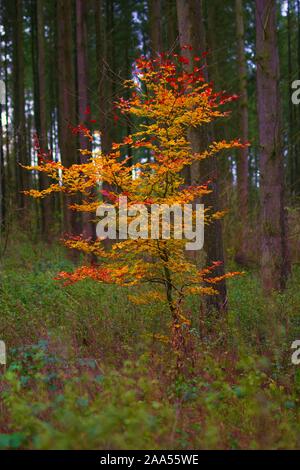 Konzept einzelnen Baum im Herbst mit gelben und roten Blätter und Forrest Pinien im Hintergrund, niemand, ohne dass die Leute Stockfoto