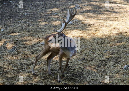 Faltenbalg majestätisch kraftvoll nach Damwild, Dama Dama stehend in der open air, Sofia, Bulgarien Stockfoto