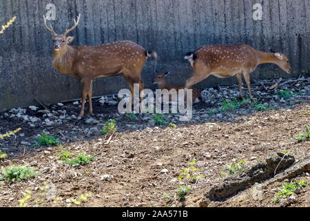 Faltenbalg majestätisch kraftvoll nach Damwild, Dama Dama, weibliche Rehe und junge Roe im Freien entspannen, Sofia, Bulgarien Stockfoto