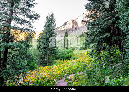 Nadelbäume auf den Weg zu Ice Lake in Silverton, Colorado im August 2019 Sommer Sonnenaufgang grüne Tal und Bell flower Pflanzen Stockfoto