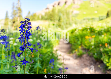 Delphinium nuttallianum larkspur Blumen closeup Entlang Pfad Trail zu Ice Lake in der Nähe von Silverton, Colorado auf dem Gipfel im August 2019 Sommer Stockfoto