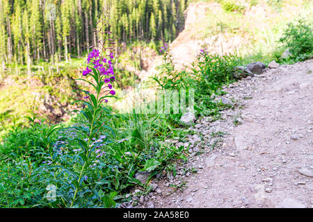 Trail Pfad zu Ice Lake in der Nähe von Silverton, Colorado im August 2019 Sommer mit fireweed Lila Rosa Wildblumen Blumen entlang der Straße Stockfoto