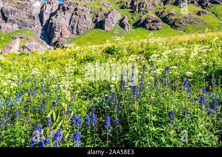 Delphinium nuttallianum larkspur Blumen auf der Wiese Feld auf den Weg zu Ice Lake in der Nähe von Silverton, Colorado im August 2019 Sommer Stockfoto