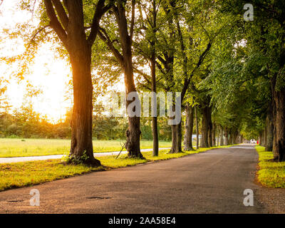 Bild der Allee mit Bäumen und leere Straße im Herbst Stockfoto