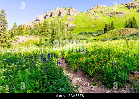 Delphinium nuttallianum larkspur Blumen entlang Pfad Trail zu Ice Lake in der Nähe von Silverton, Colorado auf dem Gipfel im August 2019 Sommer Stockfoto