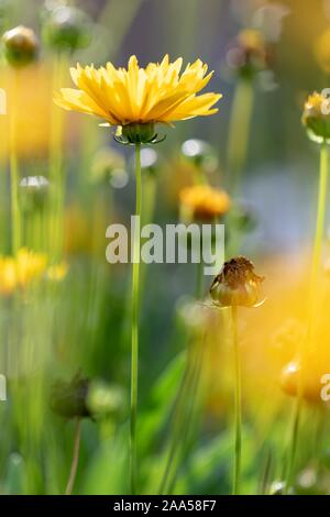 Ein Porträt eines grossen gelben Löwenzahn wie Blume draußen im Garten. Der Löwenzahn wird durch andere Blumen seiner Art umgeben. Stockfoto