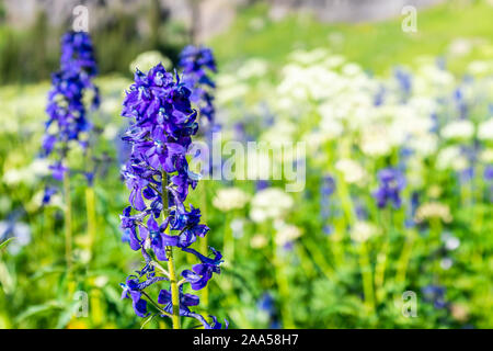 Makro Nahaufnahme blau Rittersporn nuttallianum larkspur Blumen auf der Wiese Feld auf den Weg zu Ice Lake in der Nähe von Silverton, Colorado im August 2019 Sommer Stockfoto