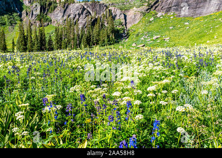 Mais Lily und Rittersporn nuttallianum larkspur Blumen auf der Wiese Feld auf den Weg zu Ice Lake in der Nähe von Silverton, Colorado im August 2019 Sommer Stockfoto