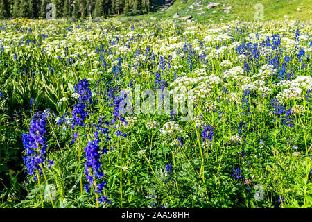 Weiße Schafgarbe und blauer Rittersporn nuttallianum larkspur Blumen auf der Wiese Feld auf den Weg zu Ice Lake in der Nähe von Silverton, Colorado im August 2019 Sommer Stockfoto