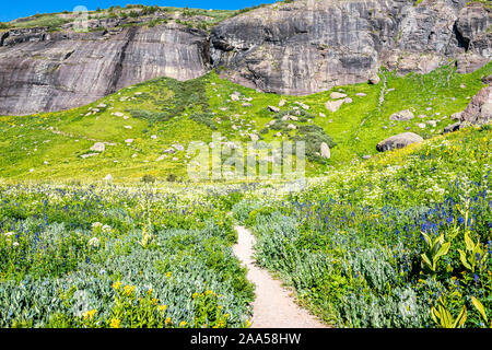 Delphinium nuttallianum larkspur Blumen auf der Wiese von path Trail zu Ice Lake in der Nähe von Silverton, Colorado auf dem Gipfel im August 2019 Sommer Stockfoto