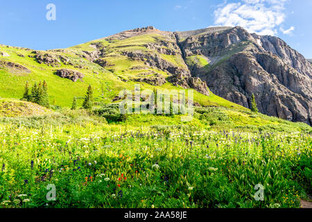 Delphinium nuttallianum Larkspur und Pinsel Blumen entlang Pfad Trail zu Ice Lake in der Nähe von Silverton, Colorado auf dem Gipfel im August 2019 Sommer Stockfoto