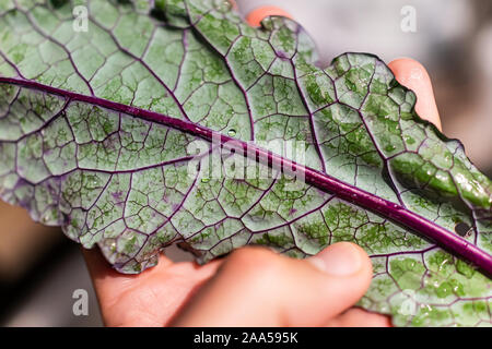 Makro Nahaufnahme der Hand ein Blatt von gewaschen nasse Grün Rot Grünkohl mit Textur Makro von Stammzellen Muster und Wassertropfen Zutat Holding Stockfoto