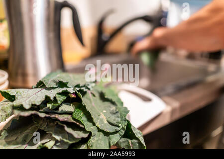 Haufen von vielen gewaschen nasse Grün Rot kale Blätter closeup auf Küchentheke mit Mann Waschen von Gemüse über dem Waschbecken für gesunde Mahlzeit kochen Vorbereitung Stockfoto