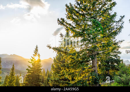 Sunrise Sonnenlicht sunburst durch Baum mit Sonnenstrahlen in San Juan Berge in Silverton, Colorado im Jahr 2019 Sommer morgen mit Wald landschaft anzeigen Stockfoto