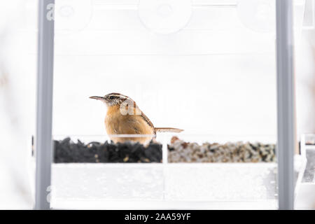 Carolina Wren braune Vogel hocken auf Kunststoff Fenster aus Glas, Schrägförderer barsch im Winter neugierig durch Samen in Virginia feed Stockfoto