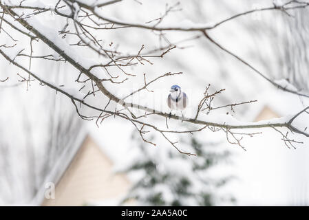 Einen Blue Jay, Cyanocitta cristata, Vogel hocken weit entfernten auf Eiche Baum im Winter im Schnee in Virginia bedeckt mit verschwommenen backgrou Stockfoto